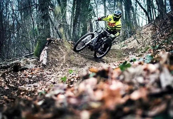 Gorocvet Sremska Kamenica